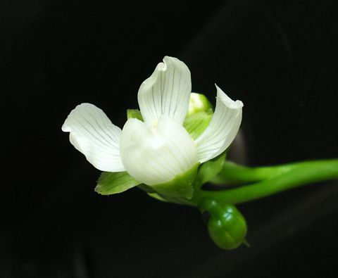 5月30日、白い花が咲きました。これがハエトリグサの花です。生で見たのは初めてで、ちょっと感激です(笑)。
