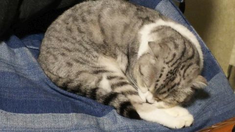 また僕の椅子の上で丸くなって寝るリンスコダンゴ。熟睡です。