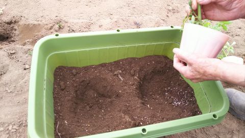 適当に掘って窪みを作り、植え替えます。