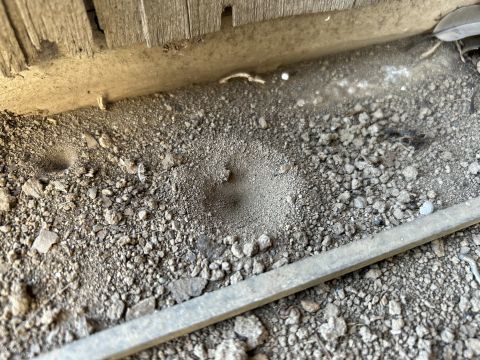 そうかと思えば、浅い巣もあります。硬い板の上などに薄く積もった砂に巣を作るとこうなります。