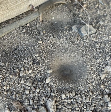 こちらの巣も薄すぎて、アリを捕まえるのは難しそうです。左上のくぼみも一応、アリジゴクの巣のようです。