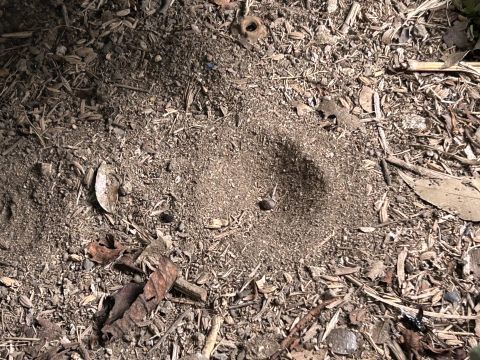 このアリジゴクの巣、真ん中に丸っこいモノがあります。何だか分かるでしょうか？