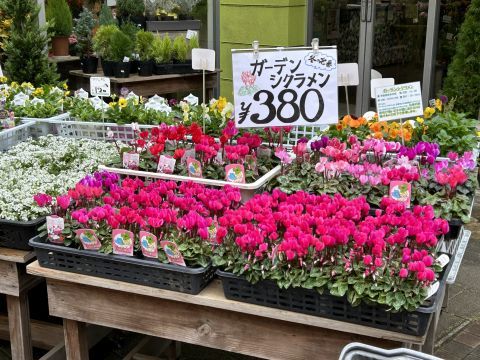 ガーデンシクラメンが380円のお手頃価格。