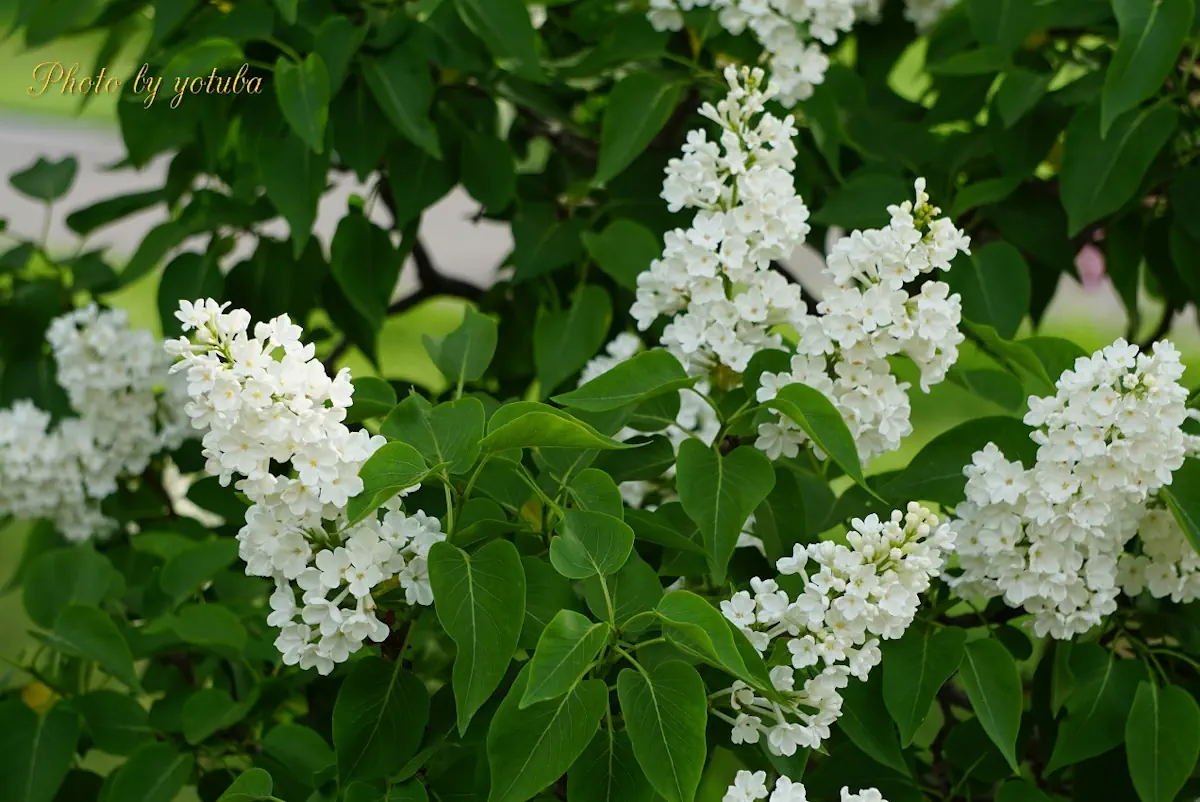 白い多花弁ライラック