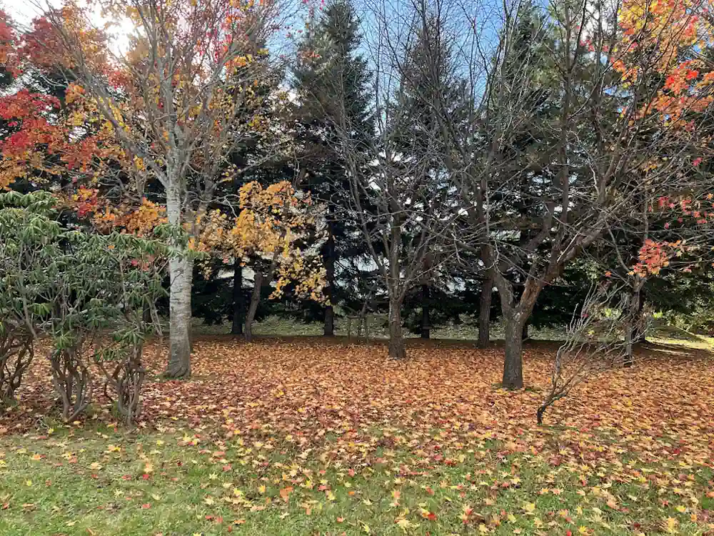 落葉の風景