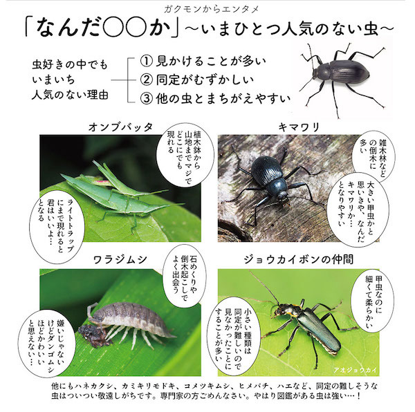 ガクタメ2023_日本野虫の会