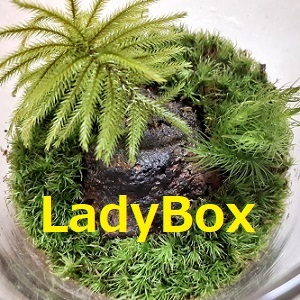 2023xmas_LadyBox_logo_S.jpg