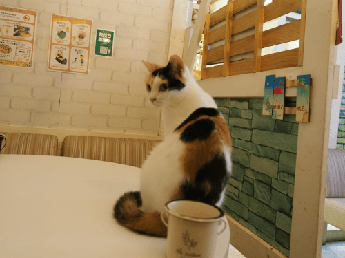 猫カフェに行く11-min
