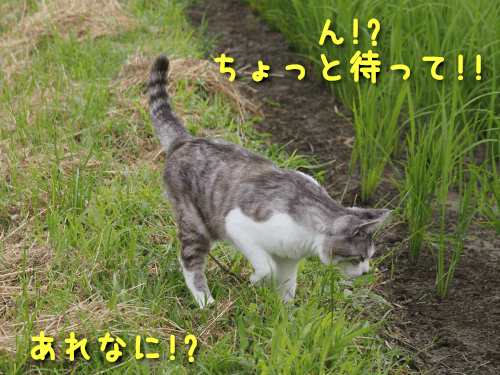 目ざとい猫6-min