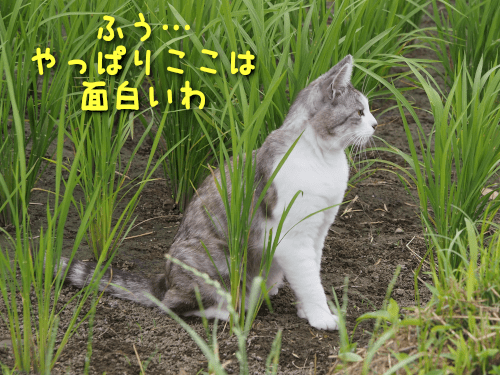 目ざとい猫8-min