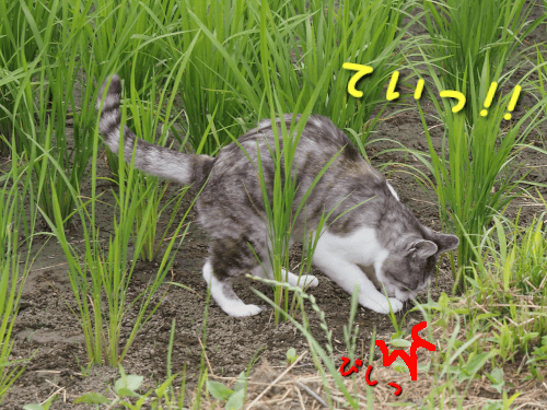 目ざとい猫7-min