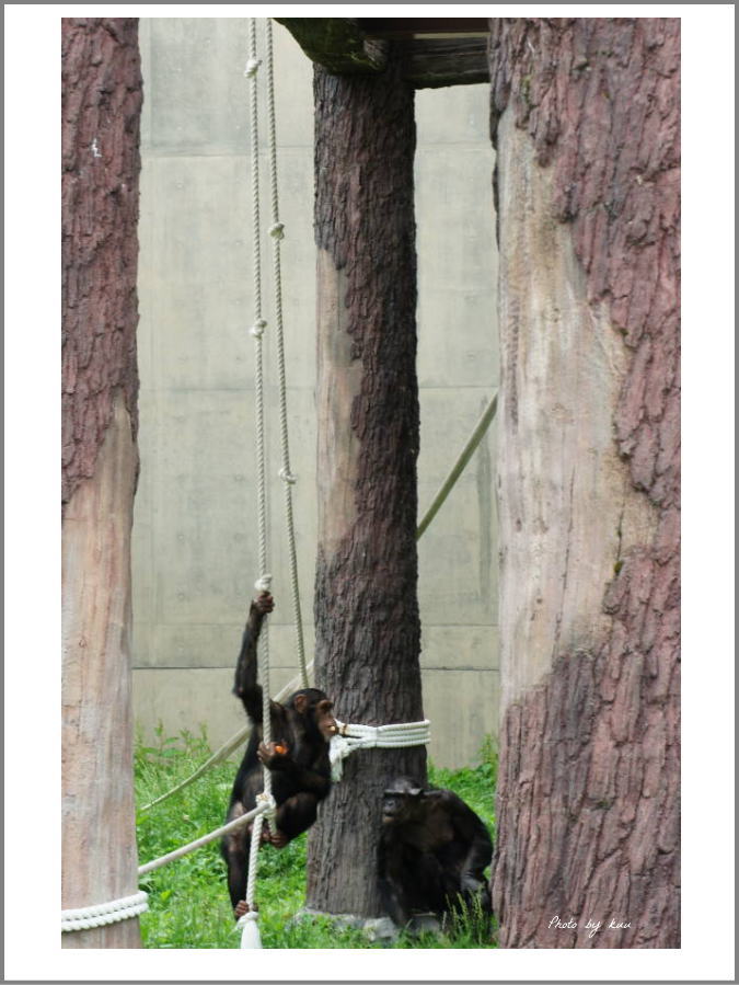 チンパンジーの子供とオトナ