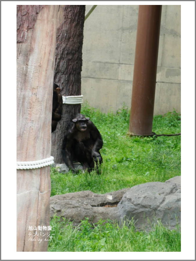 成獣のチンパンジー