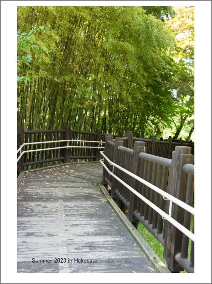 函館公園の竹林