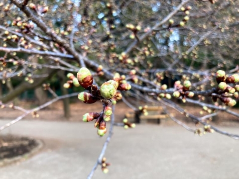 早咲きの河津桜のつぼみ20240208