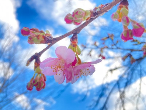桜の花が咲いたよ20240210
