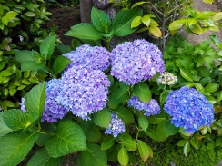 綺麗にな青にならない紫陽花