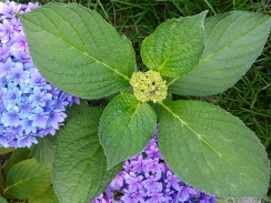 新たな花芽が上がって来た青系紫陽花