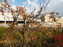 河原の柿の木と南天