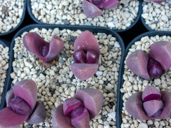 光沢感のある新芽が綺麗な紫帝玉