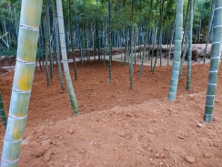 竹畑の冬越し準備