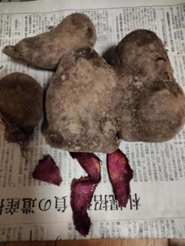 紫山芋 (小)