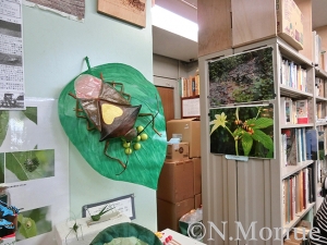 「加須市大越昆虫館 館内風景（１）」