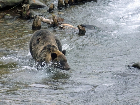 川に入って獲物を捕るクマ
