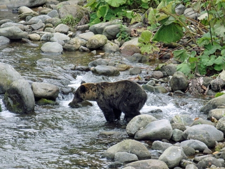 川を覗き込むクマ
