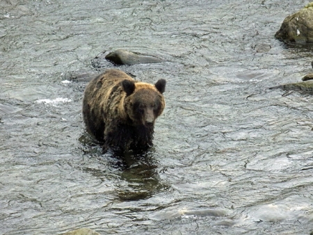 川の中を歩くクマ
