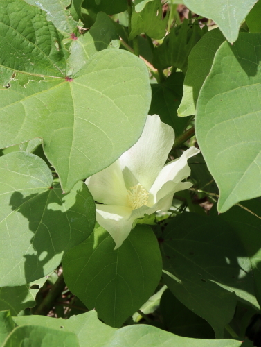 cottonflower3-2.jpg