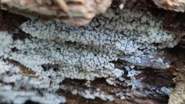 5月の森　粘菌　