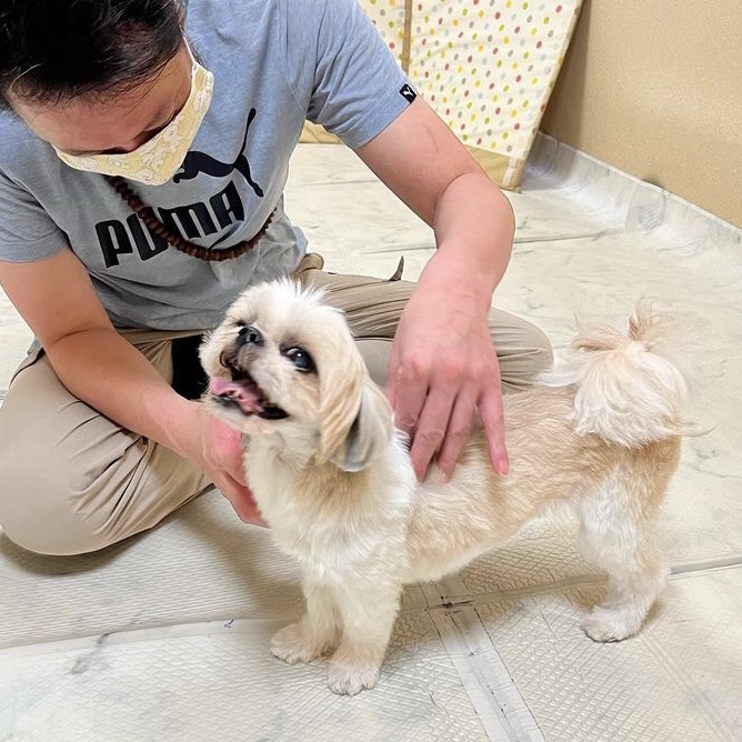 東京都犬の整体マッサージ教室に参加された愛犬さん