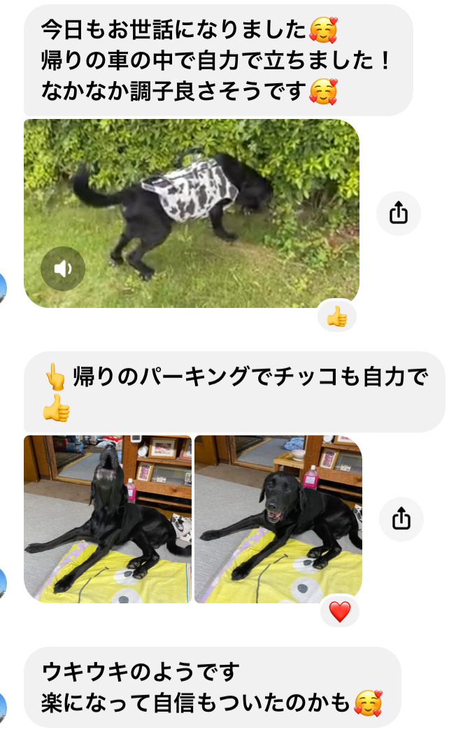東京都犬の整体マッサージ教室に参加されたお客様からのご報告