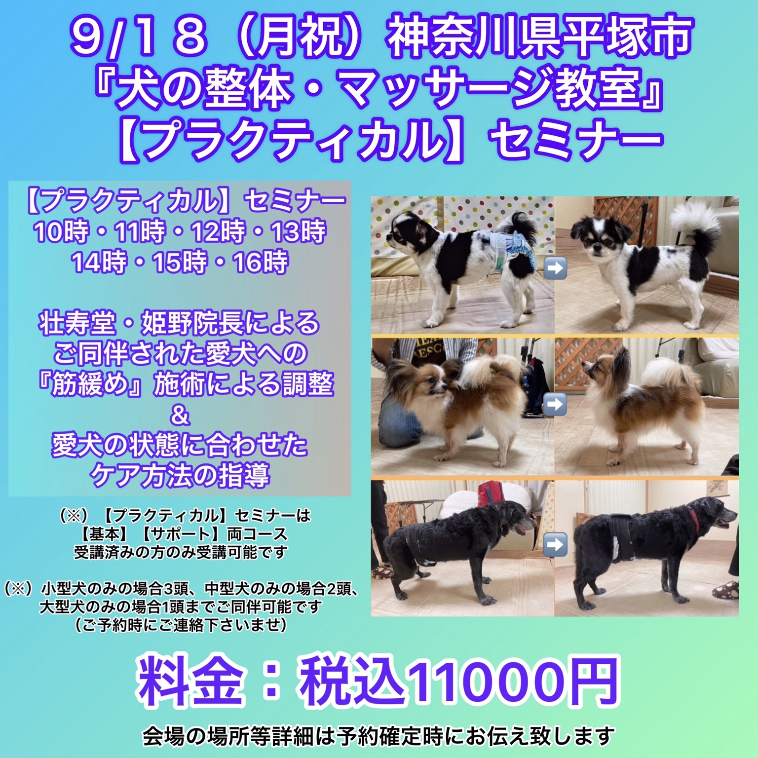 神奈川県犬の整体マッサージセミナーにご参加された愛犬さん達