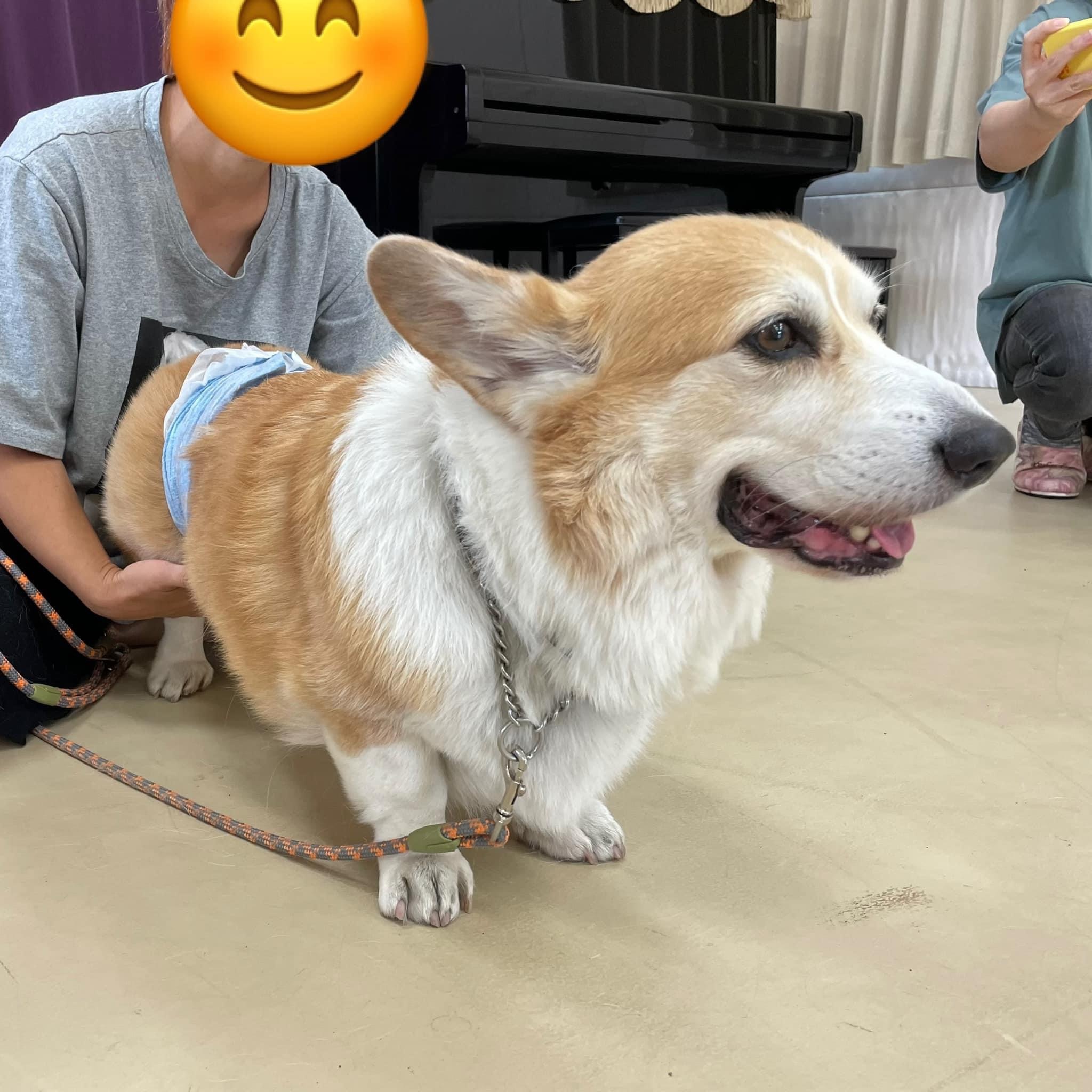 埼玉県犬の整体マッサージセミナーに参加された愛犬さん