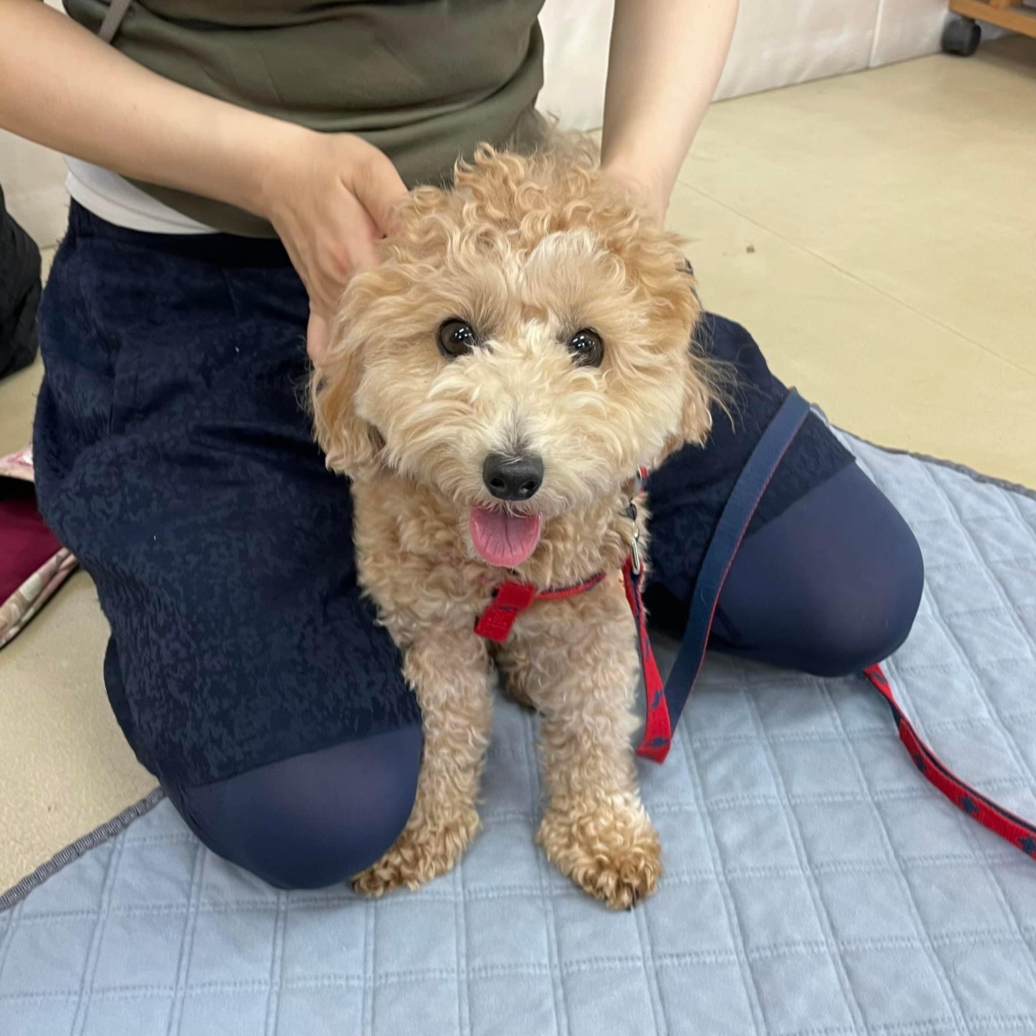 埼玉県犬の整体マッサージセミナーに参加された愛犬さん