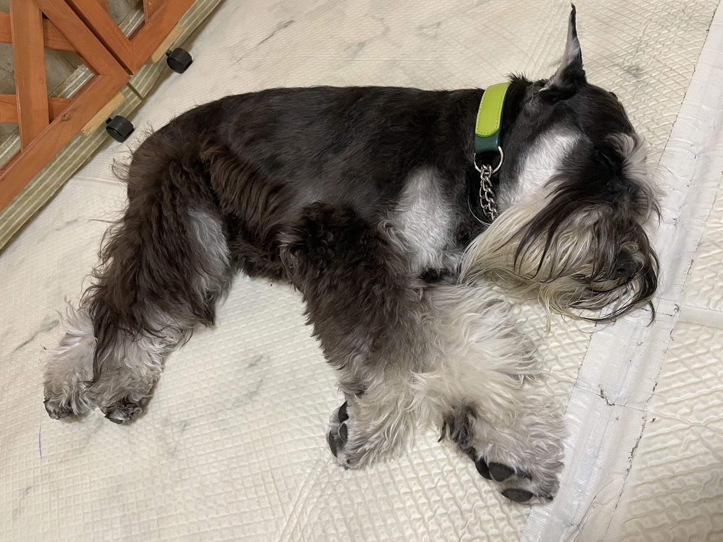 東京都犬の整体マッサージ教室に参加された愛犬さん<br>