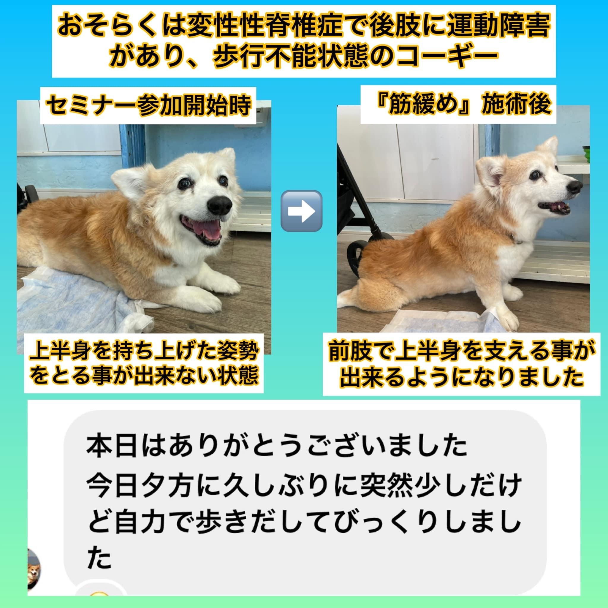 神奈川県犬の整体マッサージ教室に参加された愛犬さん