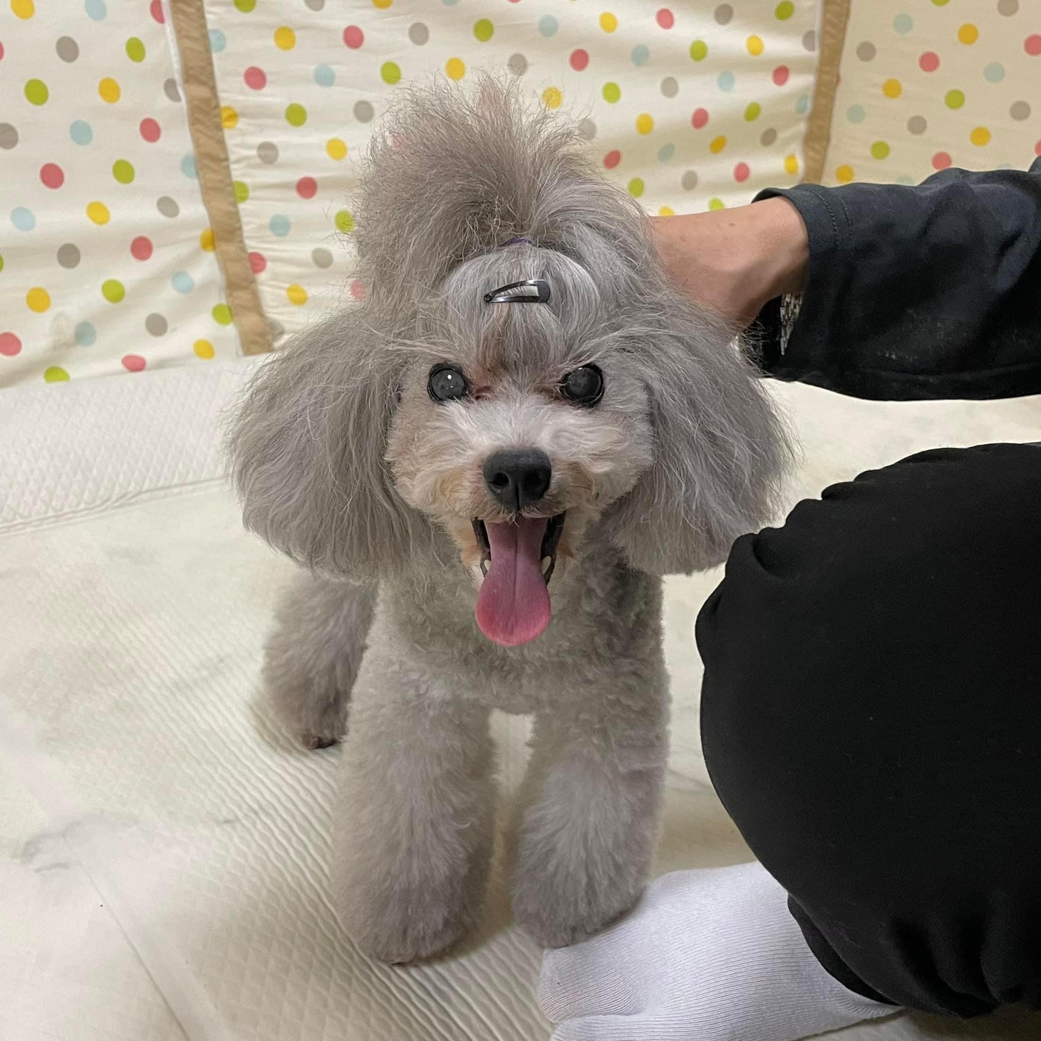 東京都犬の整体マッサージ教室に参加された愛犬さん