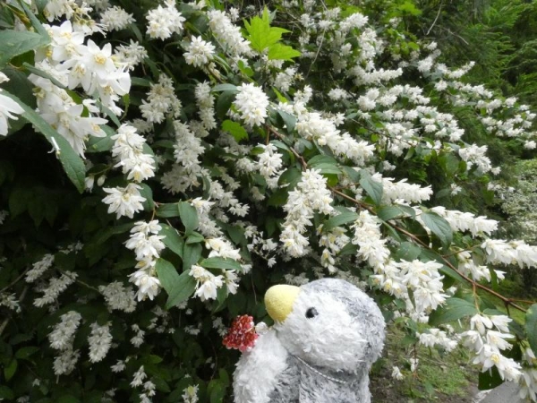 ウツギの花もいっぱい～