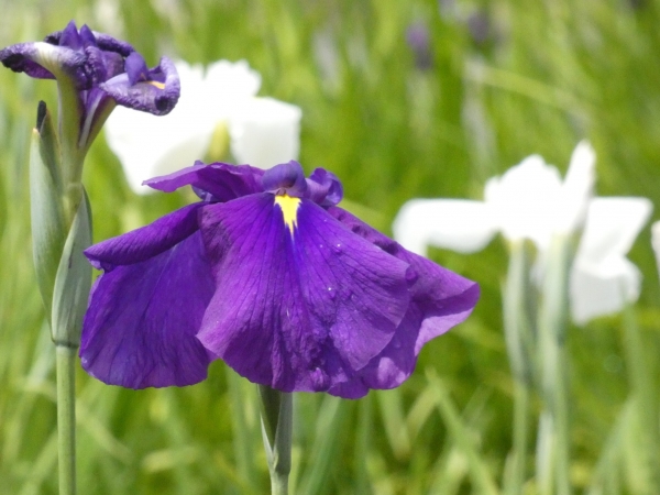 花びらふわふわ紫のハナショウブ　後ろに白い花も