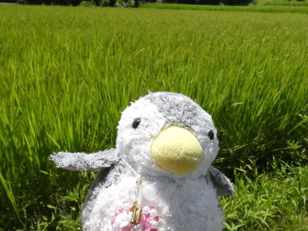 こっちの田んぼは稲の花咲いてる