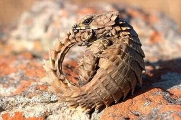 ウロボロスの蛇に似たトカゲ