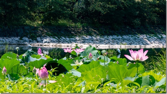 波志江沼環境ふれあい公園のシラサギと花蓮