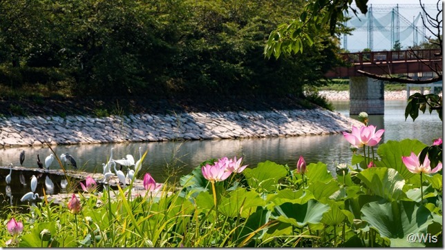 波志江沼環境ふれあい公園のシラサギと花蓮