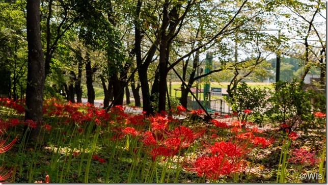 みやぎ千本桜の森公園の彼岸花