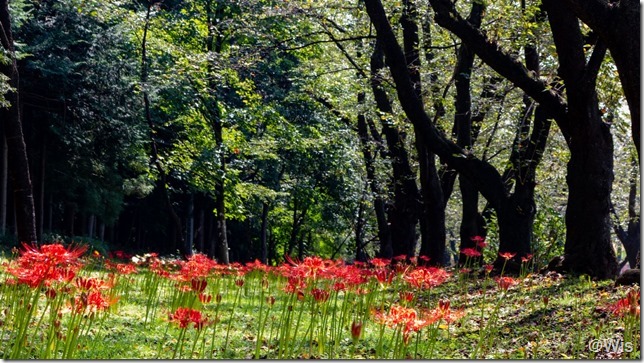 みやぎ千本桜の森公園の彼岸花