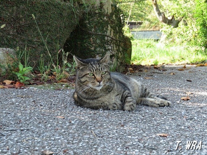 日和山公園のキジトラ猫