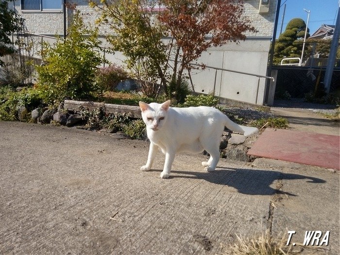 長崎県諫早市で出会った白猫婆さん